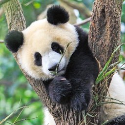 Puzzle panda, leu si tigru, 3x49 piese