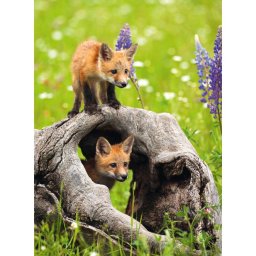 Ravensburger - puzzle pui de vulpe 300 piese