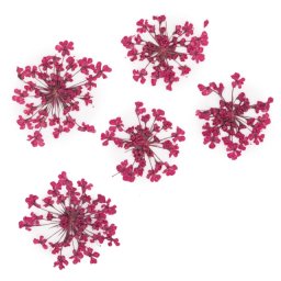 Set flori uscate Fuchsia
