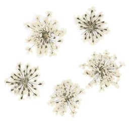 Set flori uscate Nail Art White