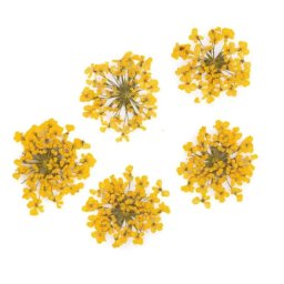 Set flori uscate Nail Art Yellow