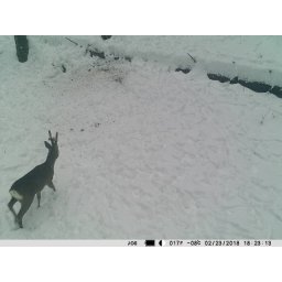 Camera vanatoare PNI Hunting 350C 12MP cu Internet 3G, SMS, transmite foto la miscare pe telefon, email, FTP, full HD 1080P, Night Vision, 58 leduri invizibile pentru animale