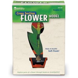 Model Sectiune Learning Resources Florii