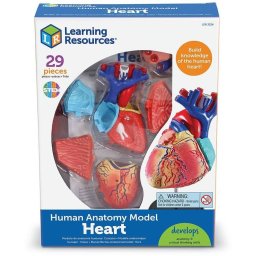 Sablon corp uman Learning Resources Inima