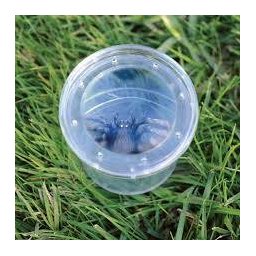 Experiment Educational Insights GeoSafariÃÂ® Borcan Pentru Observarea Insectelor