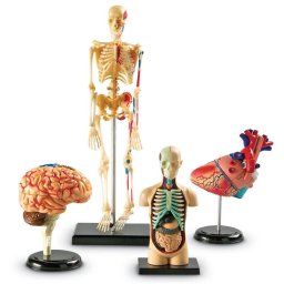 Jucarie Learning Resources Anatomie