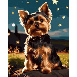 Set pictura pe numere, cu sasiu, Yorkshire Terrier, 40x50 cm