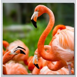 Slike na platnu Flamingo ptica Nina30256