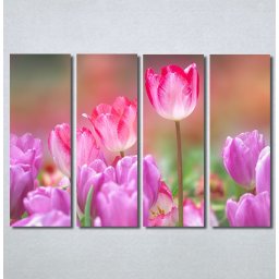 Slike na platnu Pink lale Nina30270 _4