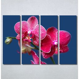 Slike na platnu Pink Orhideja Nina30290_4