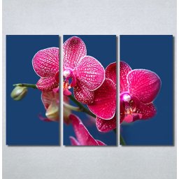 Slike na platnu Pink Orhideja Nina30290_3