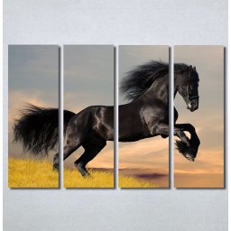 Slike na platnu Black horse Nina30296_4
