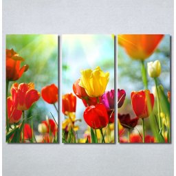 Slike na platnu Tulips 30325_3