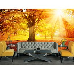 Foto tapeta Sunčana šuma Tapet029