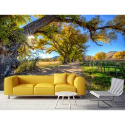 Foto tapeta Sunčana šuma Tapet060