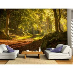 Foto tapeta Šuma Tapet070