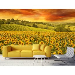 Foto tapeta Suncokreti Tapet088