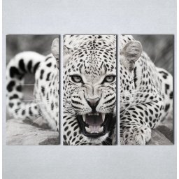 Slike na platnu Leopard Nina123_3
