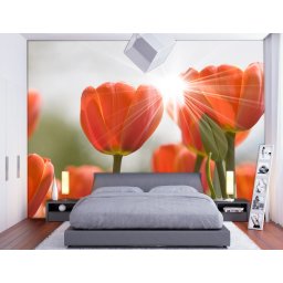 Foto tapeta Narandzaste lale Tapet091