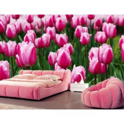 Foto tapeta Roze lale Tapet096