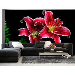 Foto tapeta Veliki bordo cvetovi Tapet118
