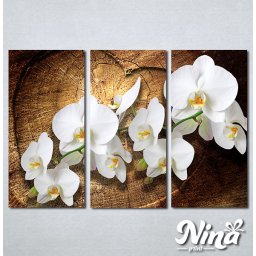 Slike na platnu Bele orhideje Nina323_3