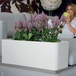 Calypso saksija – R6750 Zelena