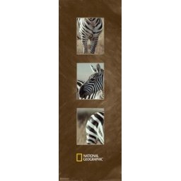 Burchell's zebra, uramljena slika 35x100cm