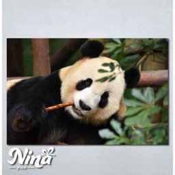 Slike na platnu Panda Nina268_P