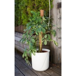 Windhager potporna šipka kokos 80 cm ( WH 05662 )