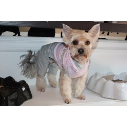 Odlelce za kućnog ljubimca Angel Charlie S/M roze ( ART003709 )