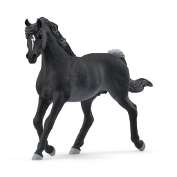 Arabian pastuv 13981