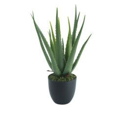 Dekordom Cvet u saksiji - aloe vera - n60 ( 025149 )