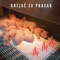 Grejač za prasad - grejna ploča
