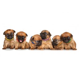 4Pups ID čičak ogrlice u 12 boja za raspoznavanje štenaca