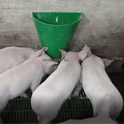 Plastična zidna hranilica za prasiće