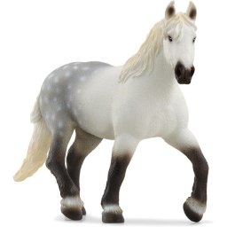 Percheron kobila 13971