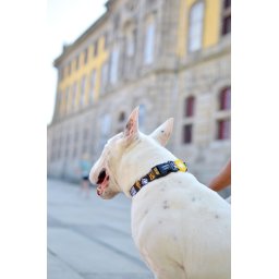 Dashi LCDP Golden podesiva ogrlica za pse