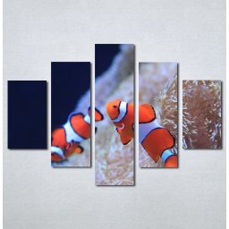 Slika na platnu Riba nemo Nina3081_5