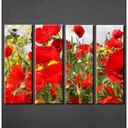 Slike na platnu Polje maka Nina3087_4