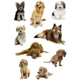 Herma stickers Decor hundar (3) 10st