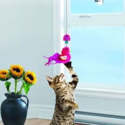 KONG Cat Connects Window Teaser
