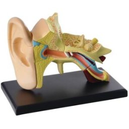 Anatomisk modell Ãra 7,7 cm