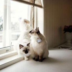 Lilcat Gps-Tracker Till Katt