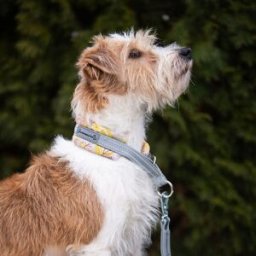 Kusse & Kutta Hundhalsband Rosa/gul 3