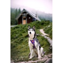 Woolly Wolf Northern Lights Hundsele Lila M