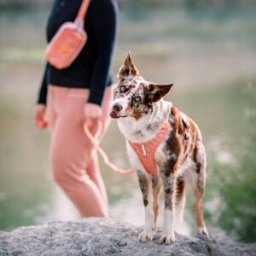 Woolly Wolf Roam Hundsele Rosa S