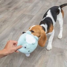 Trixie Junior Nalle Turkos 14 Cm