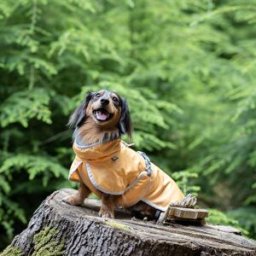 Rukka Crisp Uv Kyltäcke Hund Ljus Orange 40