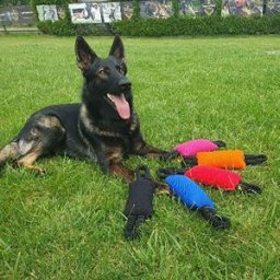 Dingo Gear Bungee Kampkudde Med Handtag Rosa